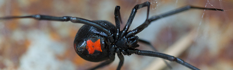 The image shows a close-up of a black widow spider with a glossy black body and a distinctive red hourglass marking on its abdomen.