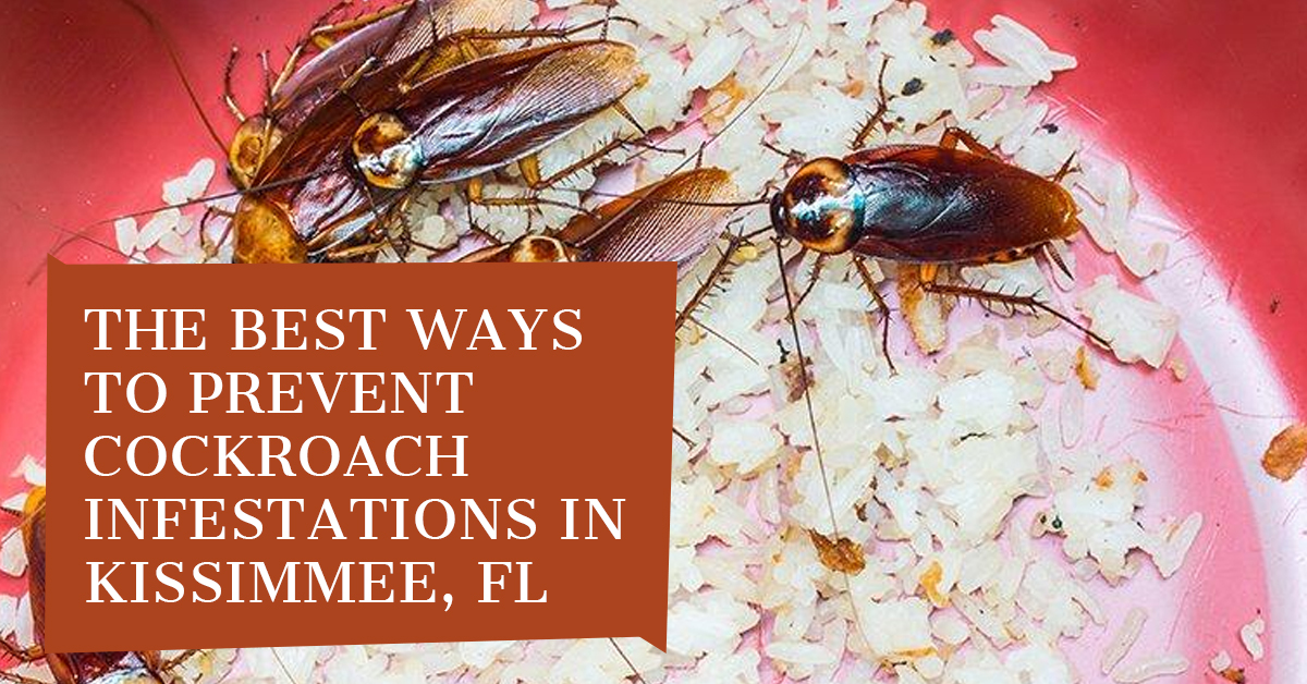 The Best Ways to Prevent Cockroach Infestations in Kissimmee, FL