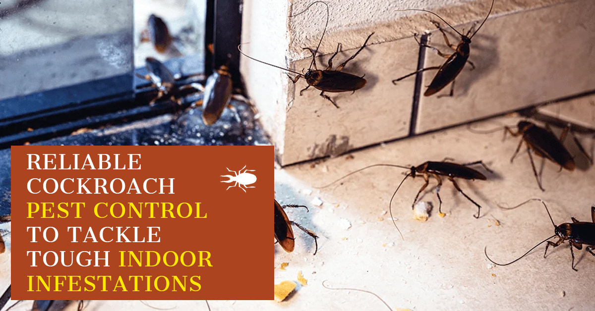 Reliable Cockroach Pest Control to Tackle Tough Indoor Infestations